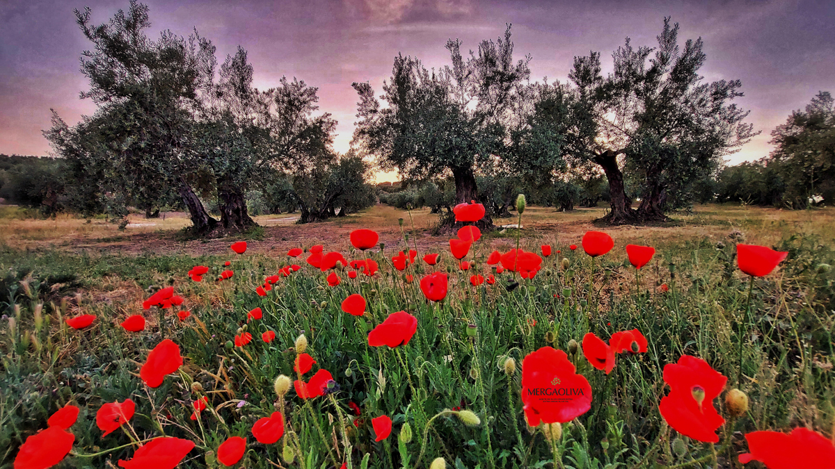 Olivar ecologico mergaoliva